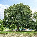 Winterlinde (Tilia cordata)