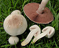 !! Agaricus xanthodermus !!