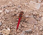 Sympetrum fonscolombii – Oberseite