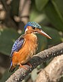 61 Malachite kingfisher (Corythornis cristatus galerita).jpg/2 uploaded by Charlesjsharp, nominated by Charlesjsharp,  15,  0,  0