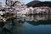 真人公園の桜