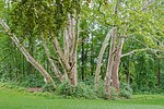 Platanengruppe im Schloßpark Ebelsberg