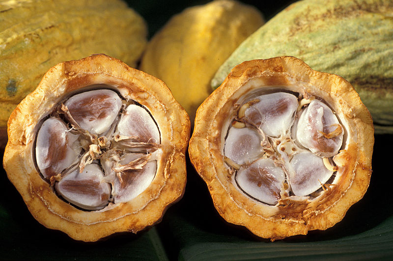 File:Cacao-pod-k4636-14.jpg