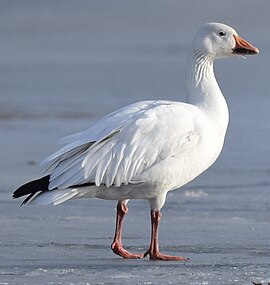 gâscă de zăpadă (Anser caerulescens)