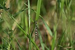 Coenagrion ornatum – Weibchen