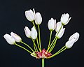 9 Gesloten bloemen van Allium canadense. 13-06-2021. (d.j.b) uploaded by Famberhorst, nominated by Famberhorst,  17,  0,  0