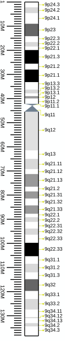 G-banding ideogram of human chromosome 9 in resolution 850 bphs. Band length in this diagram is proportional to base-pair length. This type of ideogram is generally used in genome browsers (e.g. Ensembl, UCSC Genome Browser).