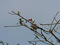 Bijilo Forest Park, Gambia