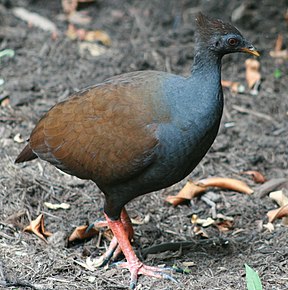 Rotbein-Großfußhuhn