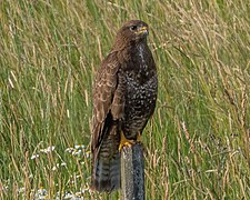 Photographie en couleurs d'un oiseau presque entièrement marron.