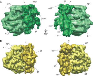 Chloroplast ribosomes Comparison of a chloroplast ribosome (green) and a bacterial ribosome (yellow). Important features common to both ribosomes and chloroplast-unique features are labeled.