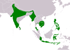 Distribución de Ciconia episcopus