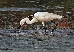 Kolkata, West Bengal, India