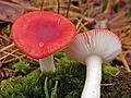 !!Russula emetica!!