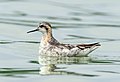 3 Red-necked phalarope at JBWR (41244) uploaded by Rhododendrites, nominated by Rhododendrites,  13,  0,  0