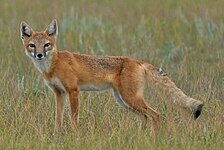 Swift fox (Vulpes velox), Colorado