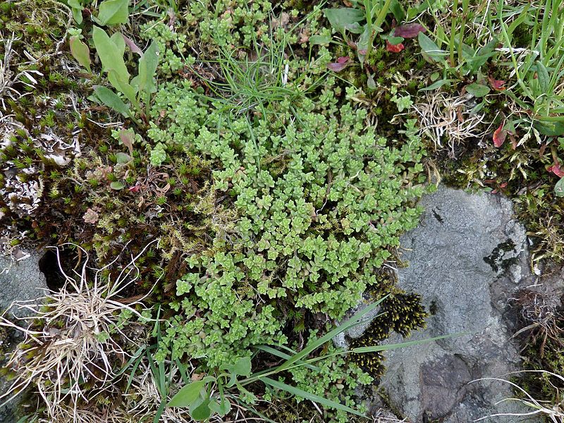 File:Sedum acre, Wall Pepperwort, Bigholm Hill, Beith, Ayrshire.jpg