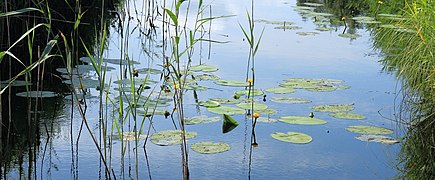 Nationaal Park De Alde Feanen. Locatie, It Wikelslân 031.JPG