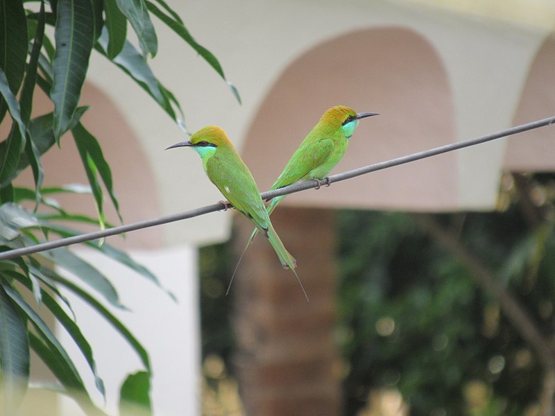 File:A pair of Asian Green Bee eaters (Nachinola, Goa).jpg