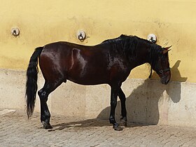 Cheval Alter Real de l'École portugaise d'art équestre, en 2023