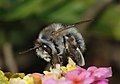 Anthophora (Apinae)