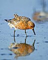 Calidris canutus im niederländischen Wattenmeer