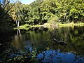 Pond in Clayton Wood