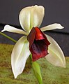 Coelogyne usitana[англ.]