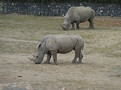 Rhinos.