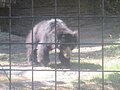 Sloth bear