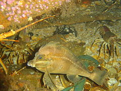 Horsefish in the wreckage