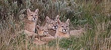 Matka pumy s třemi zhruba stejně starými už trochu odrostlejšími mláďaty společně leží ve vysoké trávě a pozorují, co se děje před nimi