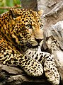 The leopard is the smallest of the four "big cats" in the genus Panthera. The image was taken in the Bali Safary Park, Bali (Sukawati, Indonesia).