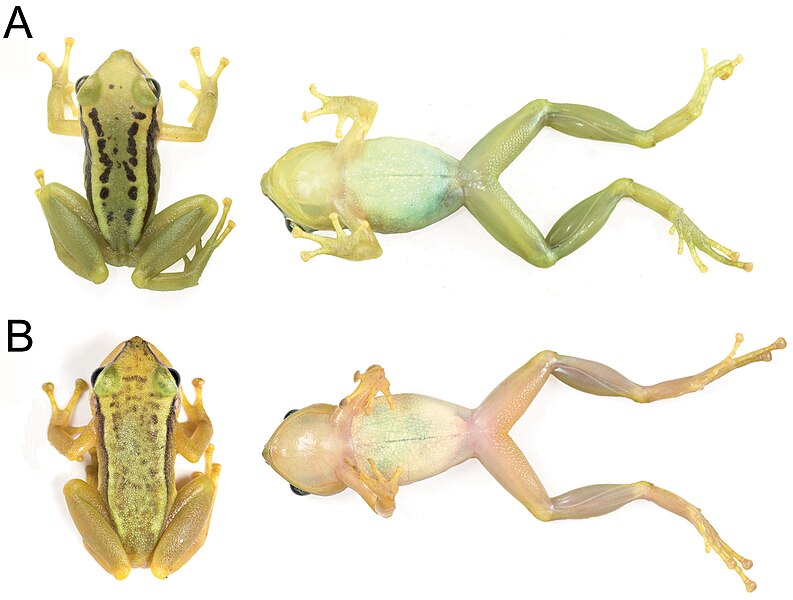 File:Pristimantis nankints (10.3897-zookeys.993.53559) Figure 9.jpg