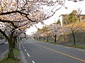 Flowering at Osaka