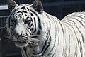 Royal White Bengal tiger