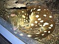 Spotted-tail quoll