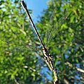 Weidenjungfer (Chalcolestes viridis)