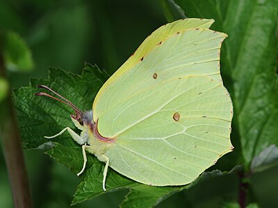 ♂ Gonepteryx rhamni (Common Brimstone)