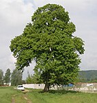 Feldahorn in Kirchberg, Gde. Vöcklabruck