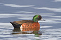 Chestnut teal