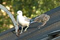 Adult with chick