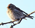 Arctic redpoll