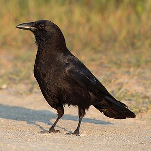 渡鴉 (Corvus corax)