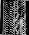 File:Die Gartenlaube (1898) b 0068_a_2.jpg Stickerei zur Schürze