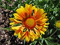 Gaillardia x grandiflora 'Oranges and Lemons'