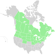 Range of Hieracium canadense throughout North America