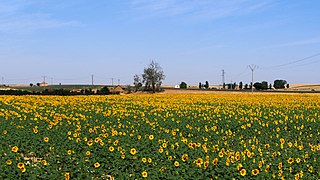 Sunflower Farm - 2013.07 - panoramio.jpg