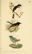 Beitrag zur fauna Centralpolynesiens. Ornithologie der Viti-, Samoa- und Tonga-inselnPl9.jpg