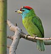 Blue-throated Barbet (Megalaima asiatica) on Kapok (Ceiba pentandra) in Kolkata W IMG 4292